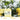 Yarra Naturals Lemon Myrtle Soap 30g